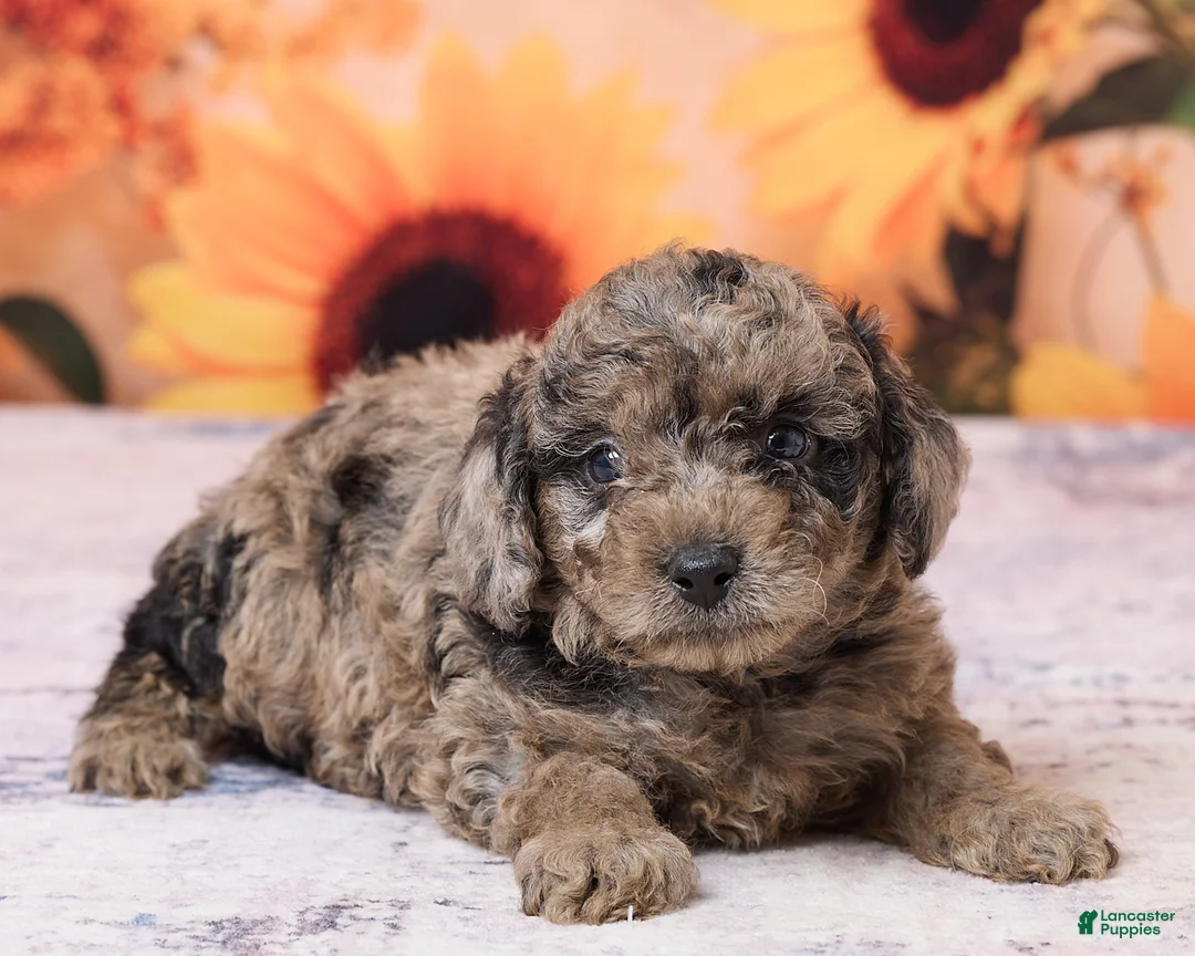 Mini Aussiedoodle dogs for sale: Andy - Ad 3