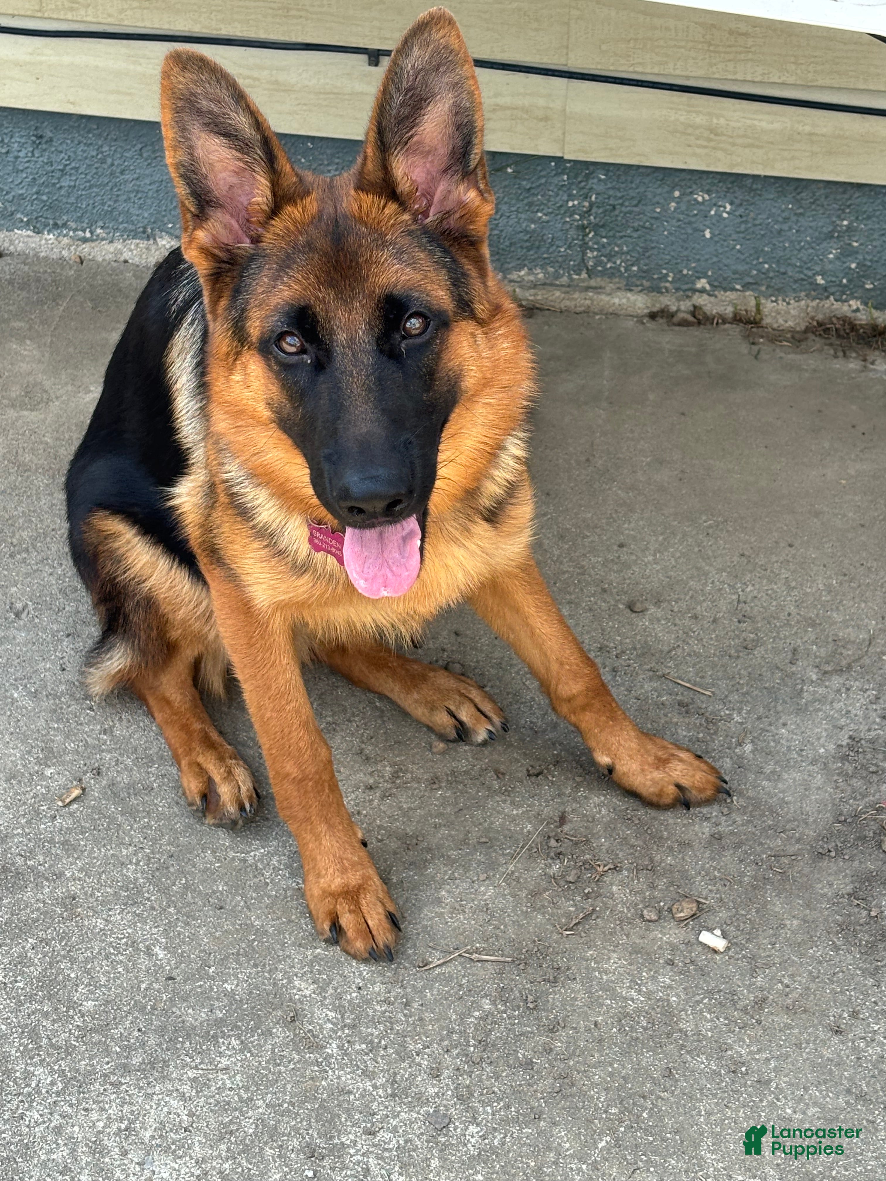 German Shepherd dogs German Shepherd 1 - Ad 2