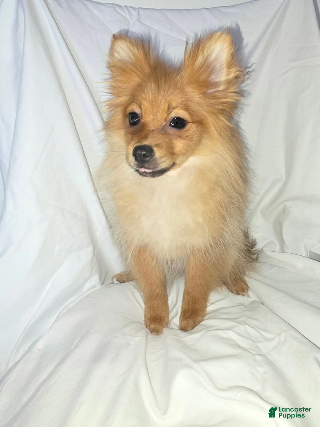Pomeranian dogs for sale: Pomeranian Puppy 1 - Ad 4