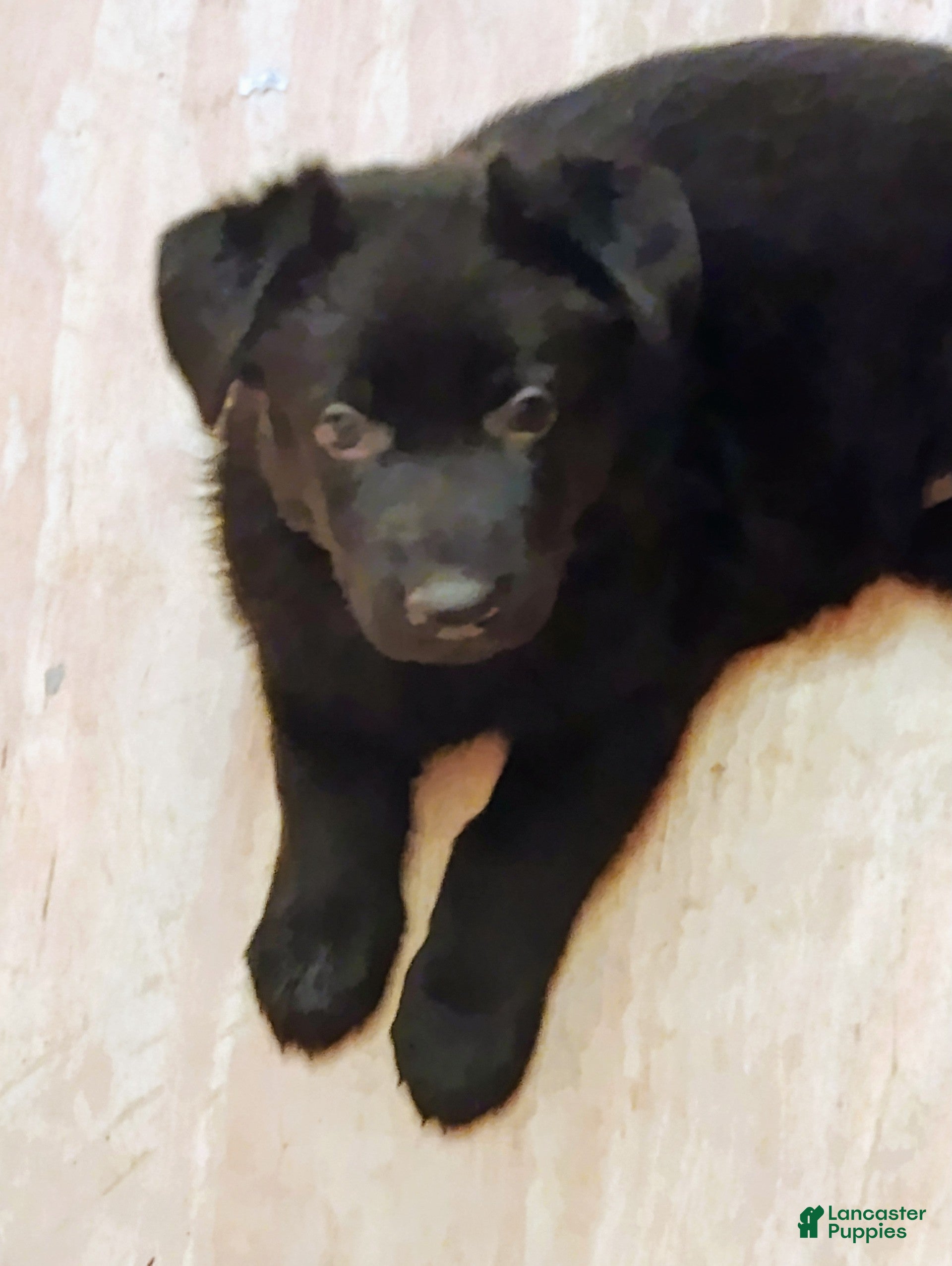 German Shepherd dogs German Shepherd Puppy 3 - Ad 10