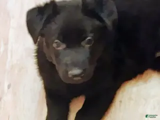 German Shepherd dogs German Shepherd Puppy 3 - Ad 10