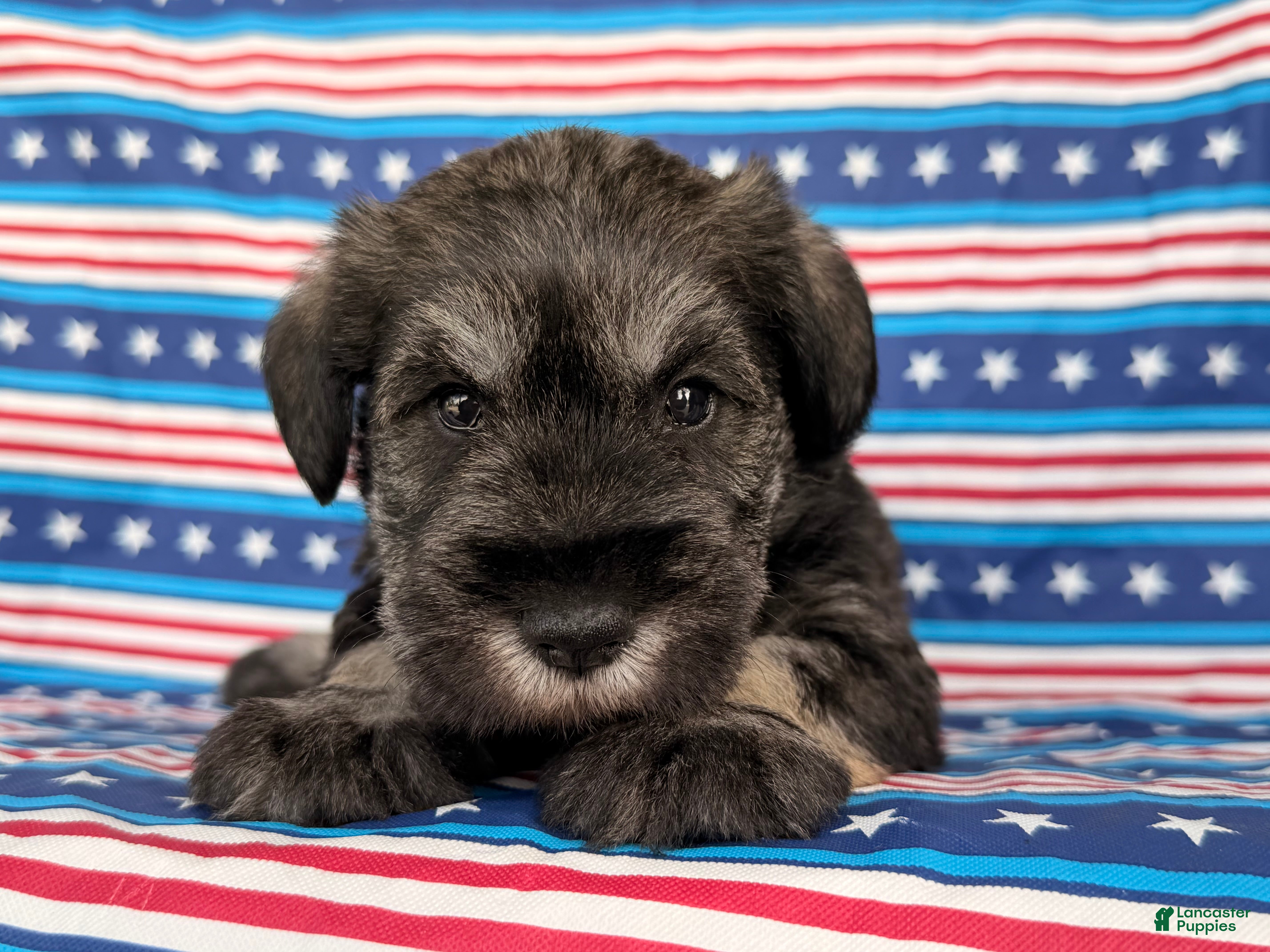Miniature Schnauzer dogs Kenneth Miniature Schnauzer  - Ad 1