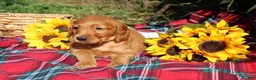 Mixed Breed dogs for sale: Daisy - Irish Goldendoodle  - Ad 8