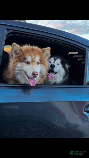 Gallery Image {{count}}