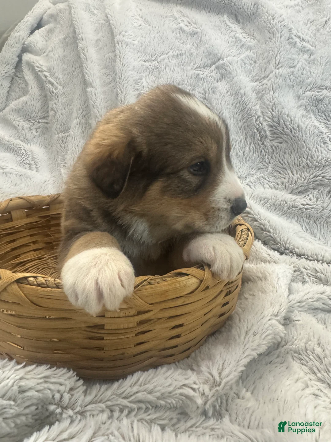 Mixed Breed dogs for sale: Jasper - Ad 10