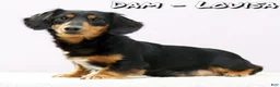 Miniature Dachshund dogs for sale: Lilly - Ad 10