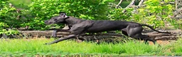 Great Dane dogs for sale: Theodora Stahltitan vom Bravohaus - Blue Euro Great Dane Girl - Ad 7