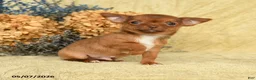 Chihuahua dogs for sale: Chico - Ad 1