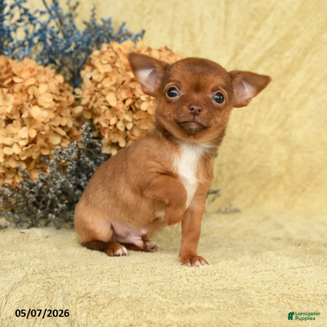 Chihuahua dogs for sale: Chico - Ad 1