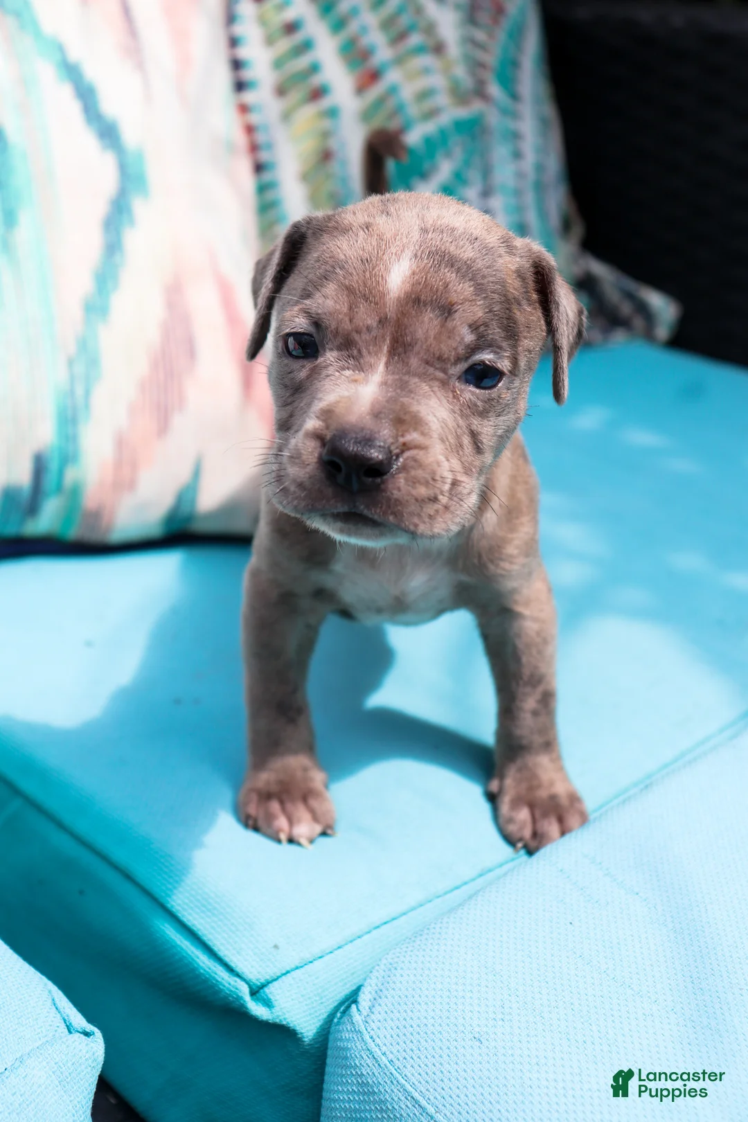 American Bully dogs for sale: Green - Ad 2