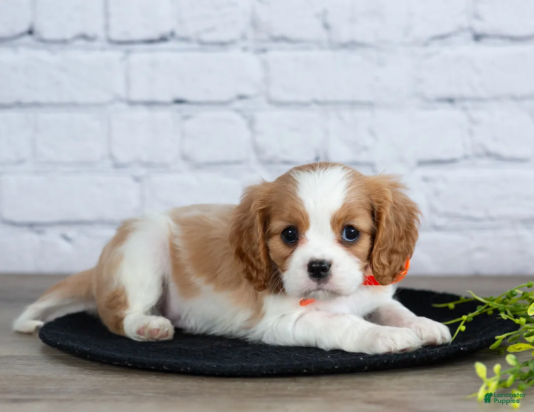 Cavalier King Charles Spaniel dogs for sale: Laurel - Ad 5