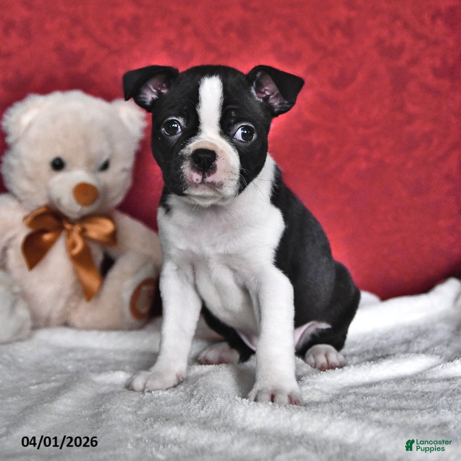 Boston Terrier dogs Sierra - Ad 1