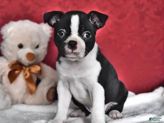 Boston Terrier dogs for sale: Sierra - Ad 1