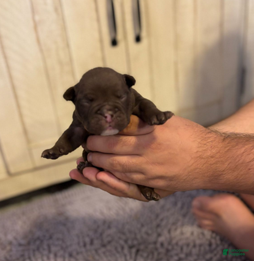 English Bulldog dogs for sale: Buggsy - Ad 5