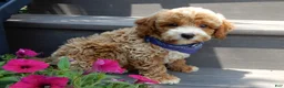 Mini Goldendoodle dogs for sale: Leo - Ad 2