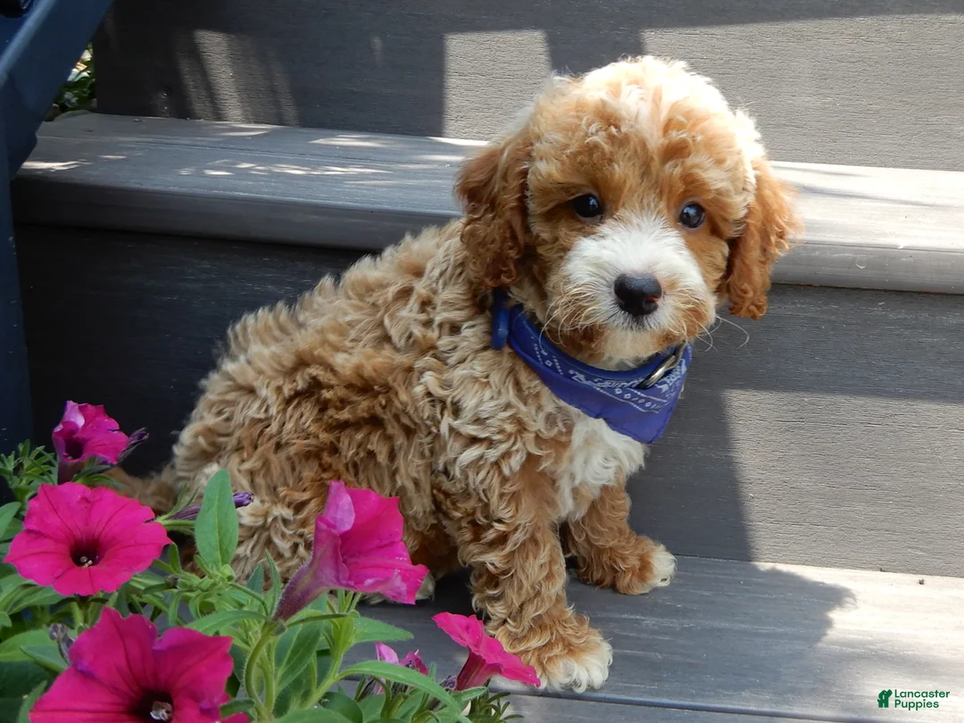 Mini Goldendoodle dogs for sale: Leo - Ad 2