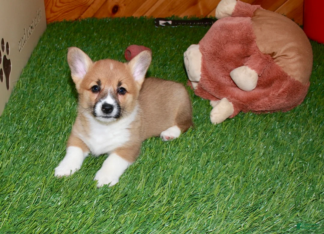 Welsh Corgi Pembroke dogs for sale: Welsh Corgi Pembroke (Candy) 8911 - Ad 2