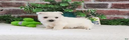 West Highland Terrier dogs for sale: Lance  - Ad 4