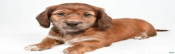Miniature Dachshund dogs for sale: Chloe - Ad 7