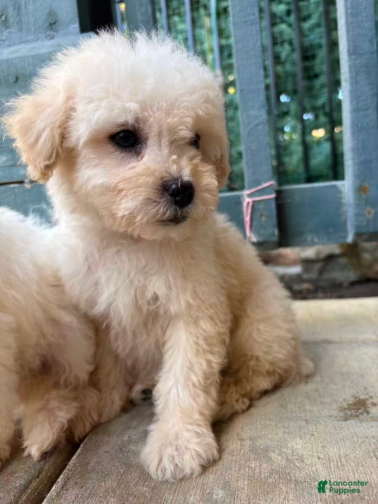 Miniature Poodle dogs Max - Ad 12