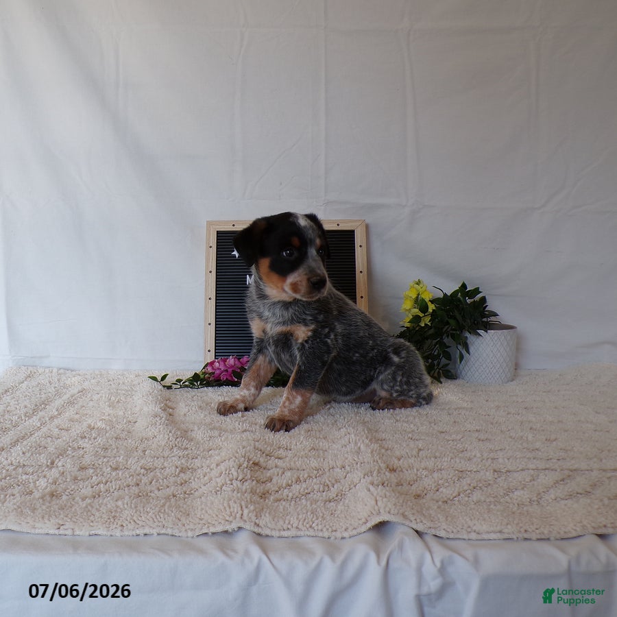 Australian Cattle Dog dogs for sale: Maverick - Ad 3
