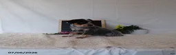 Australian Cattle Dog dogs for sale: Maverick - Ad 1