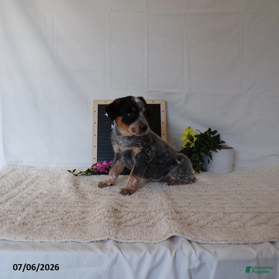 Australian Cattle Dog dogs for sale: Maverick - Ad 1
