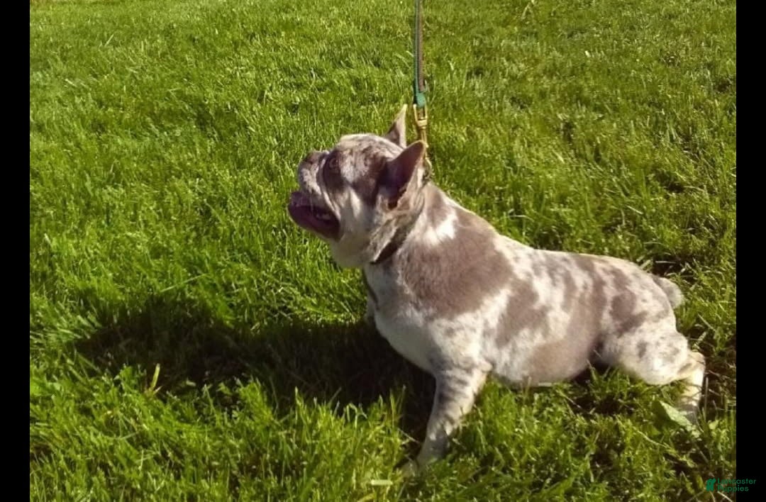 French Bulldog dogs for sale: AKC Harper - Ad 8