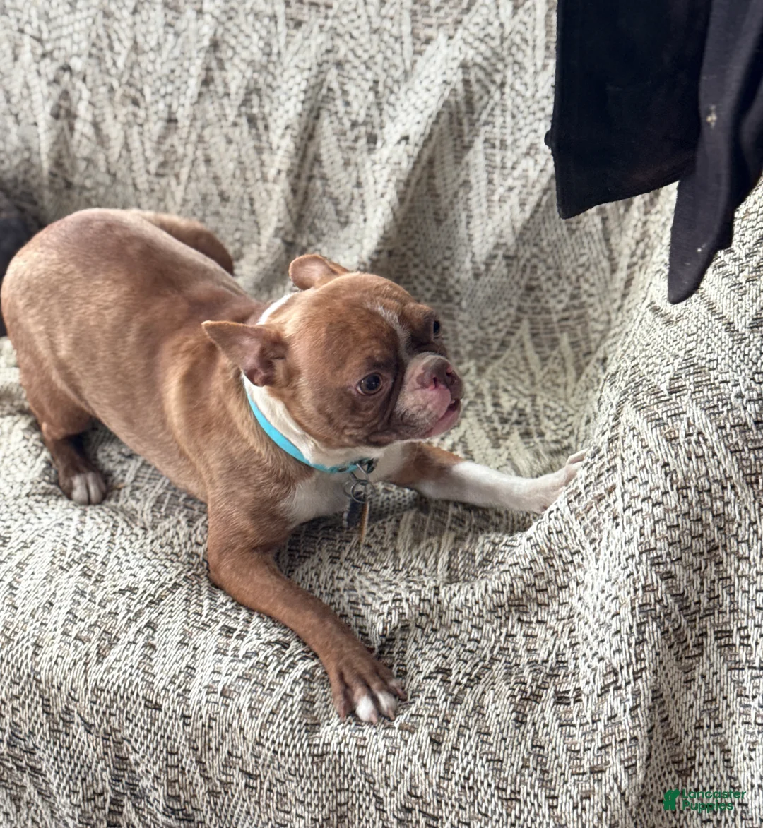 Boston Terrier dogs for sale: Billy - Ad 17