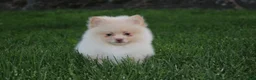Pomeranian dogs for sale: Teddy  - Ad 16