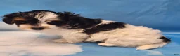 Biewer Terrier dogs for sale: Megan  - Ad 5