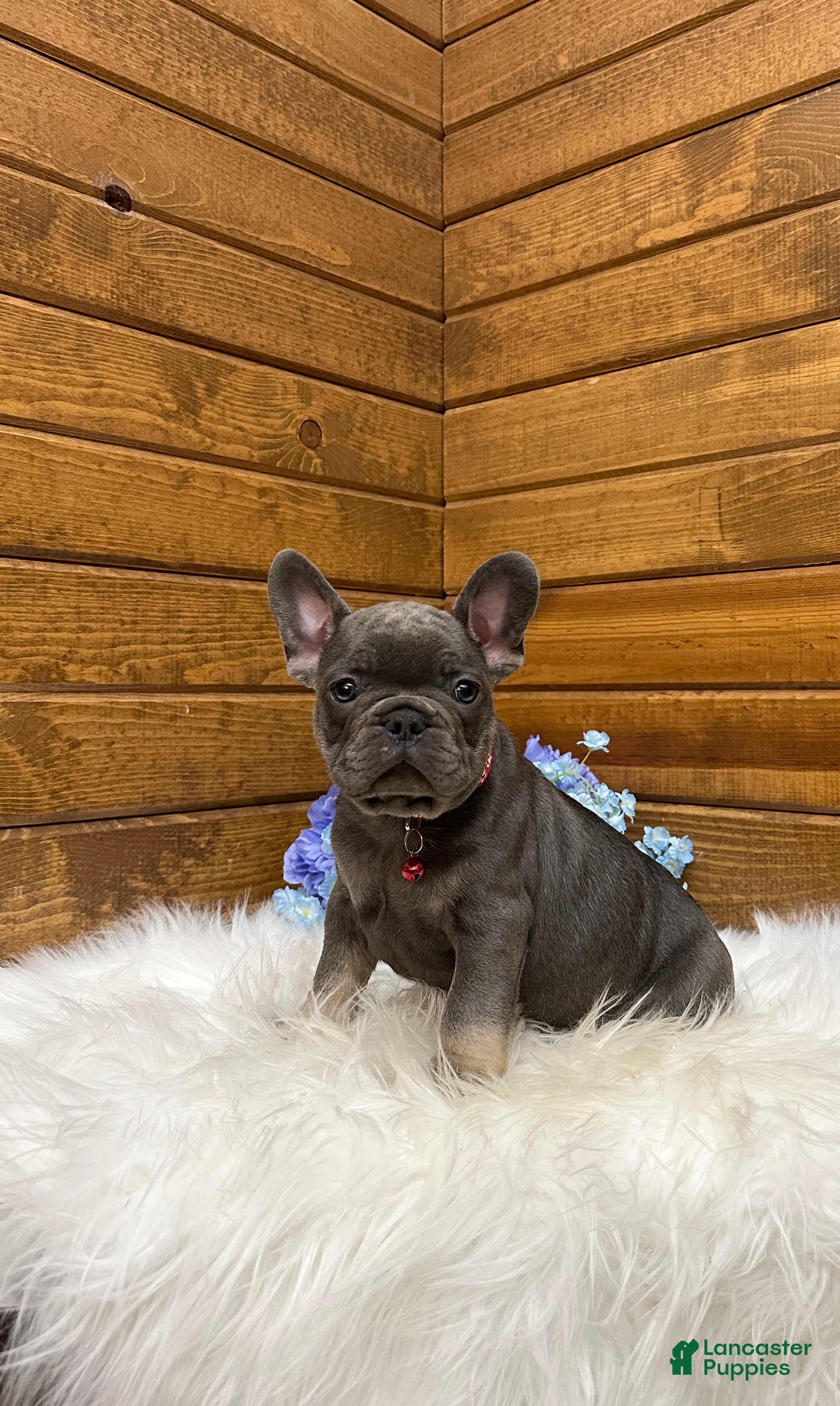 French Bulldog dogs Grayson - Ad 2