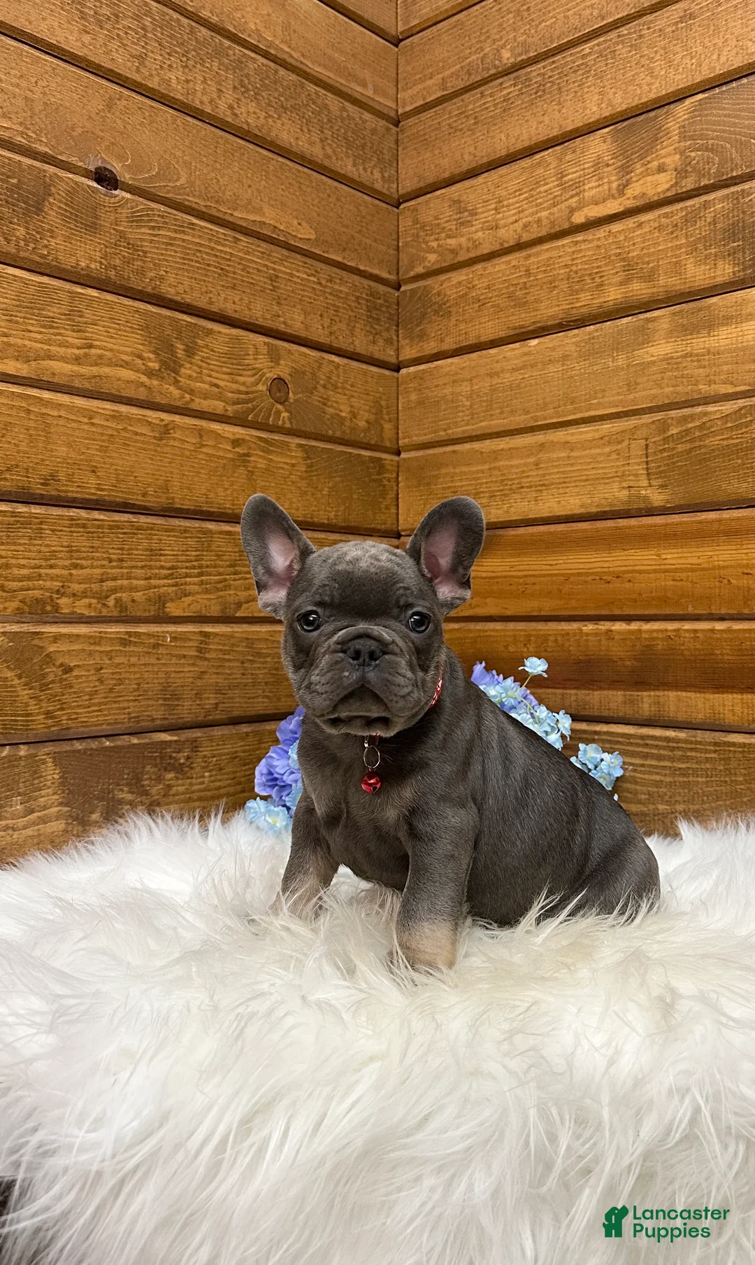 French Bulldog dogs for sale: Grayson - Ad 2
