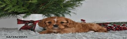 Cavalier King Charles Spaniel dogs for sale: Rudolph - Ad 4