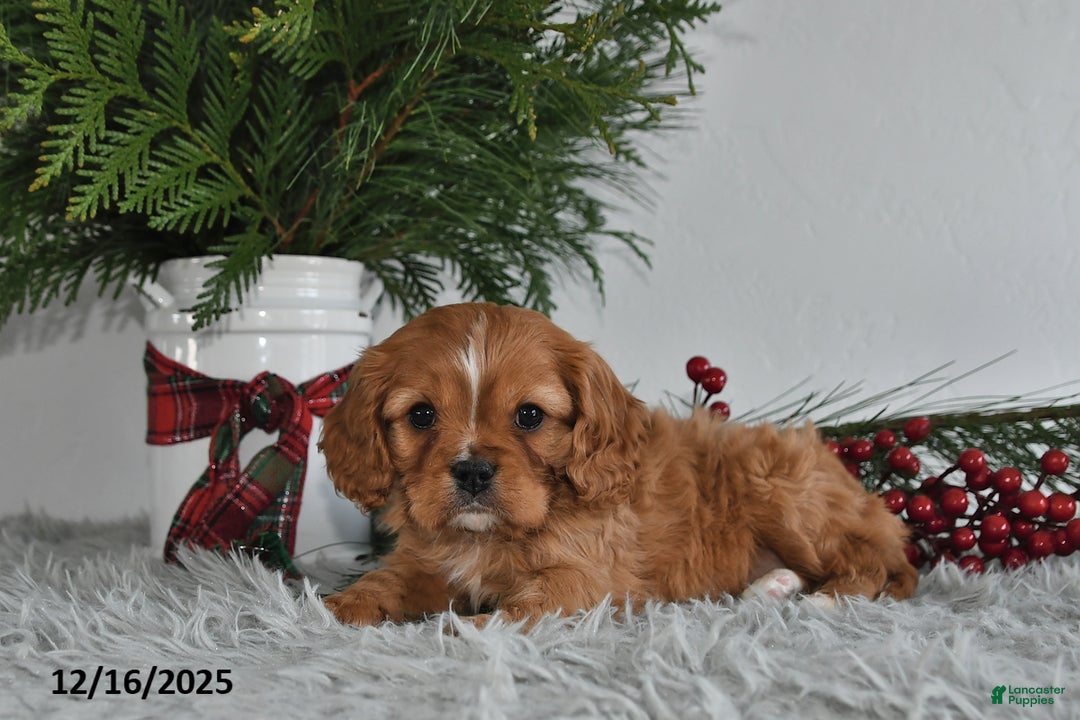 Cavalier King Charles Spaniel dogs for sale: Rudolph - Ad 4