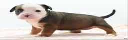 Mixed Breed dogs for sale: Rosie - Ad 2