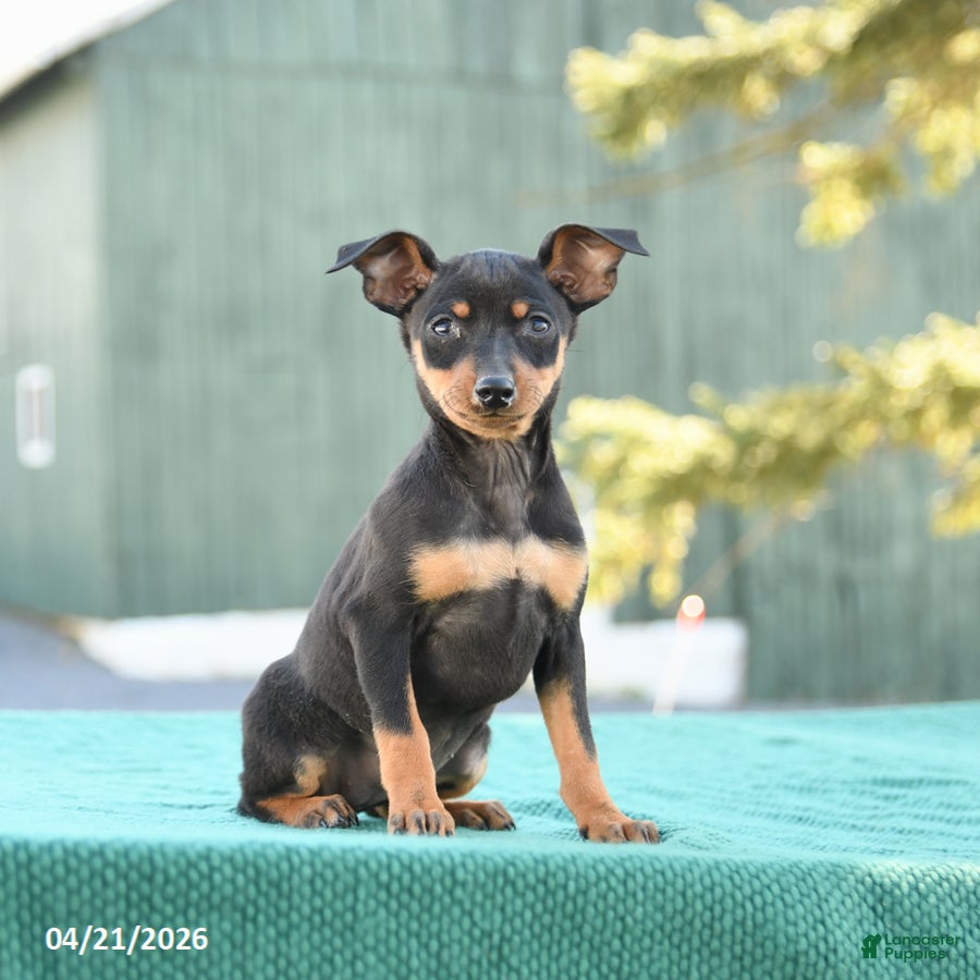 Miniature Pinscher dogs Tilly - Ad 1