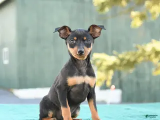 Miniature Pinscher dogs for sale: Tilly - Ad 3
