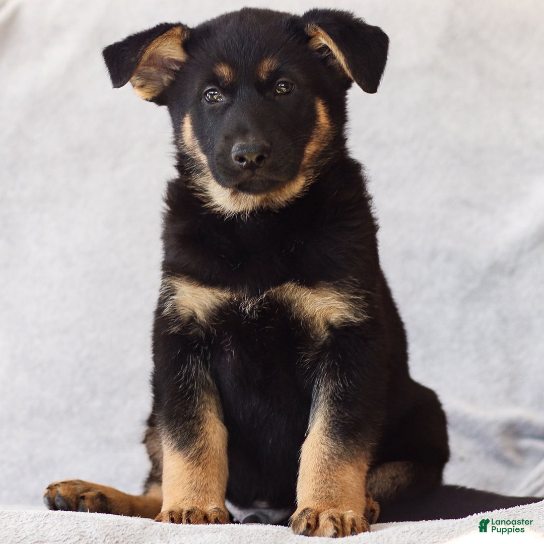 German Shepherd dogs for sale: Toby the German Shepherd Puppy - Ad 1