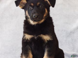 German Shepherd dogs Toby the German Shepherd Puppy - Ad 26