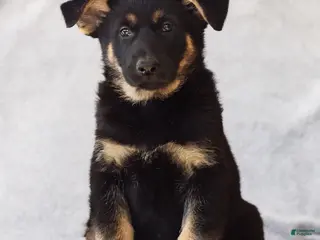 German Shepherd dogs Toby the German Shepherd Puppy - Ad 13