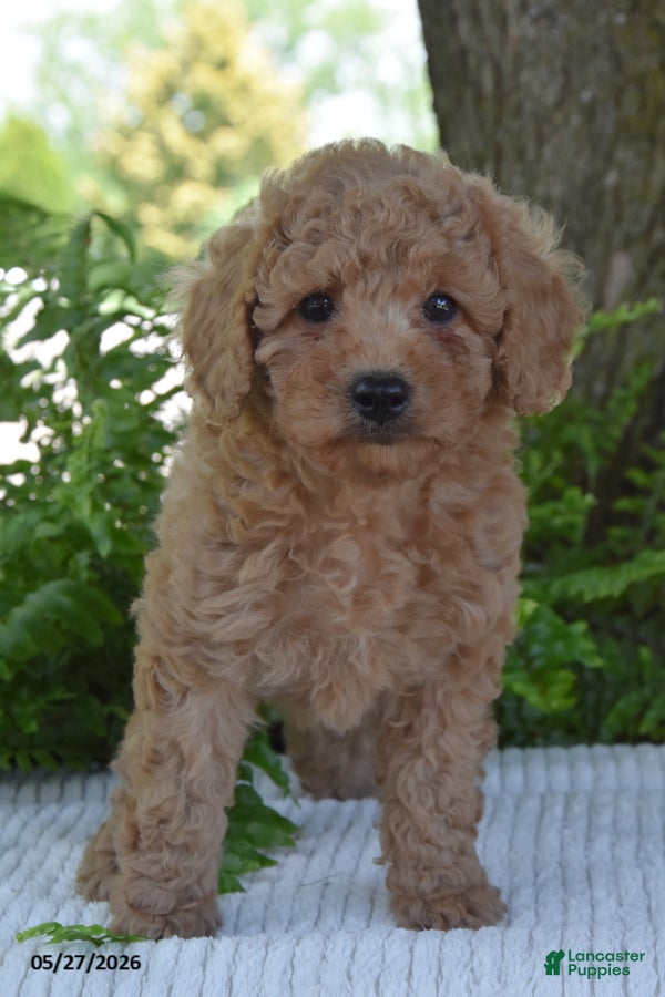 Cockapoo dogs Kora - Ad 2