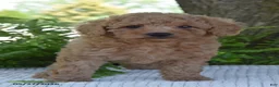 Cockapoo dogs for sale: Kora - Ad 2