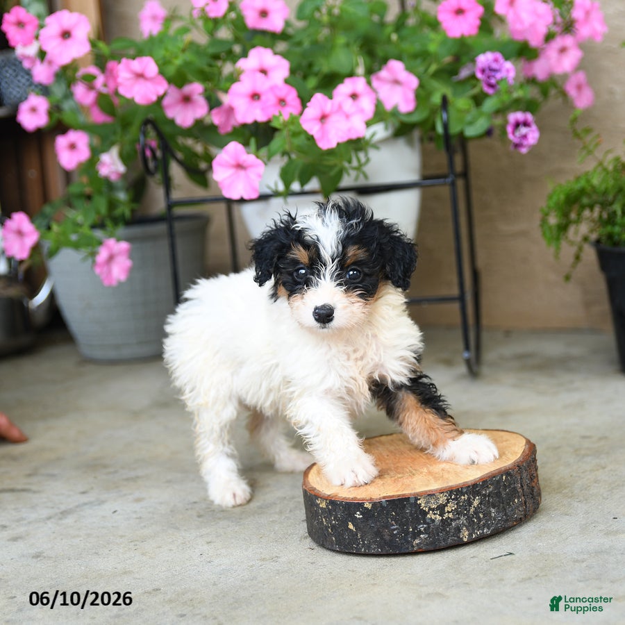Mini Aussiedoodle dogs Piper - Ad 2