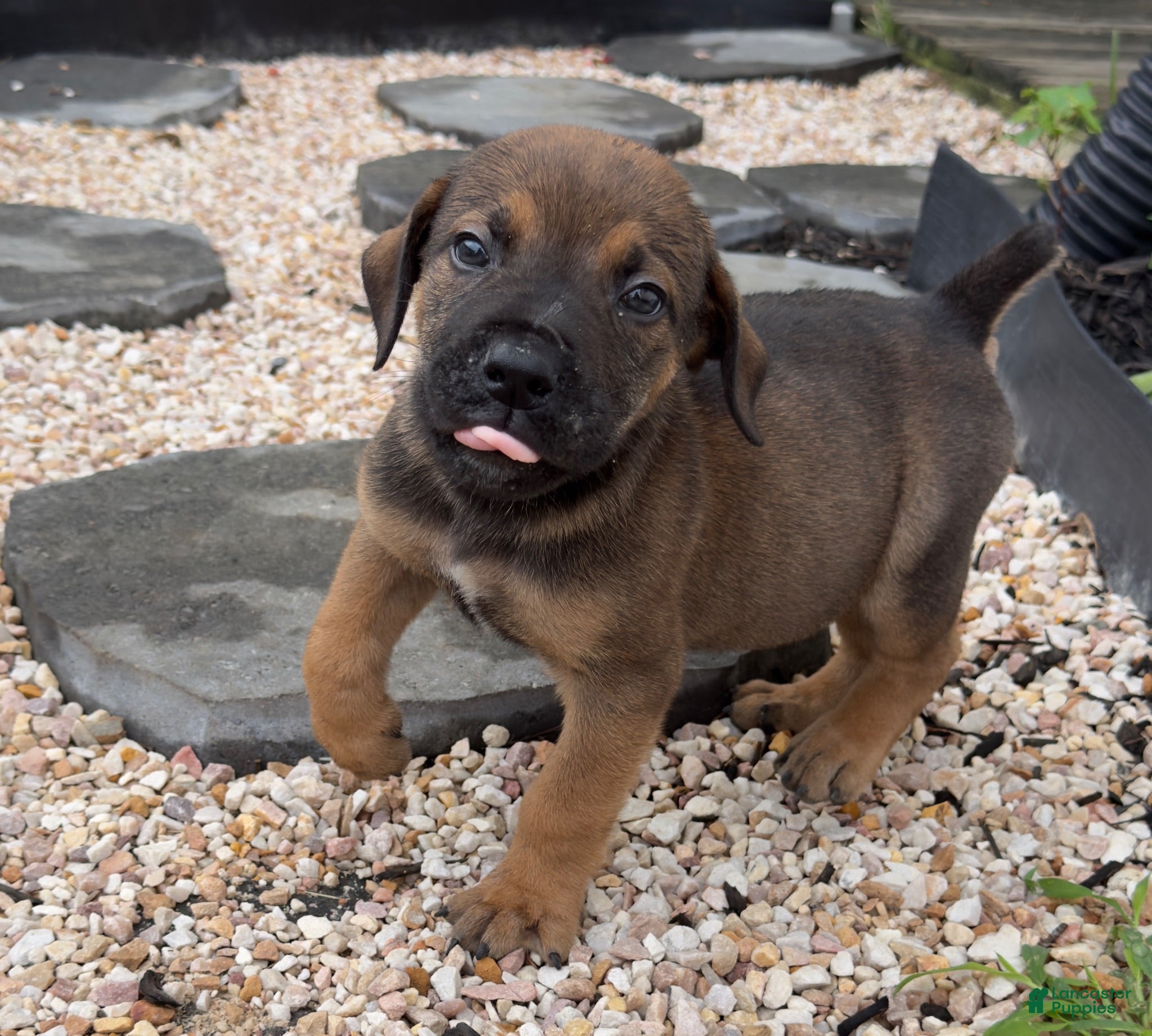 South African Boerboels dogs Reese - Ad 14