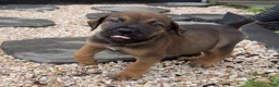 South African Boerboels dogs for sale: Reese - Ad 1