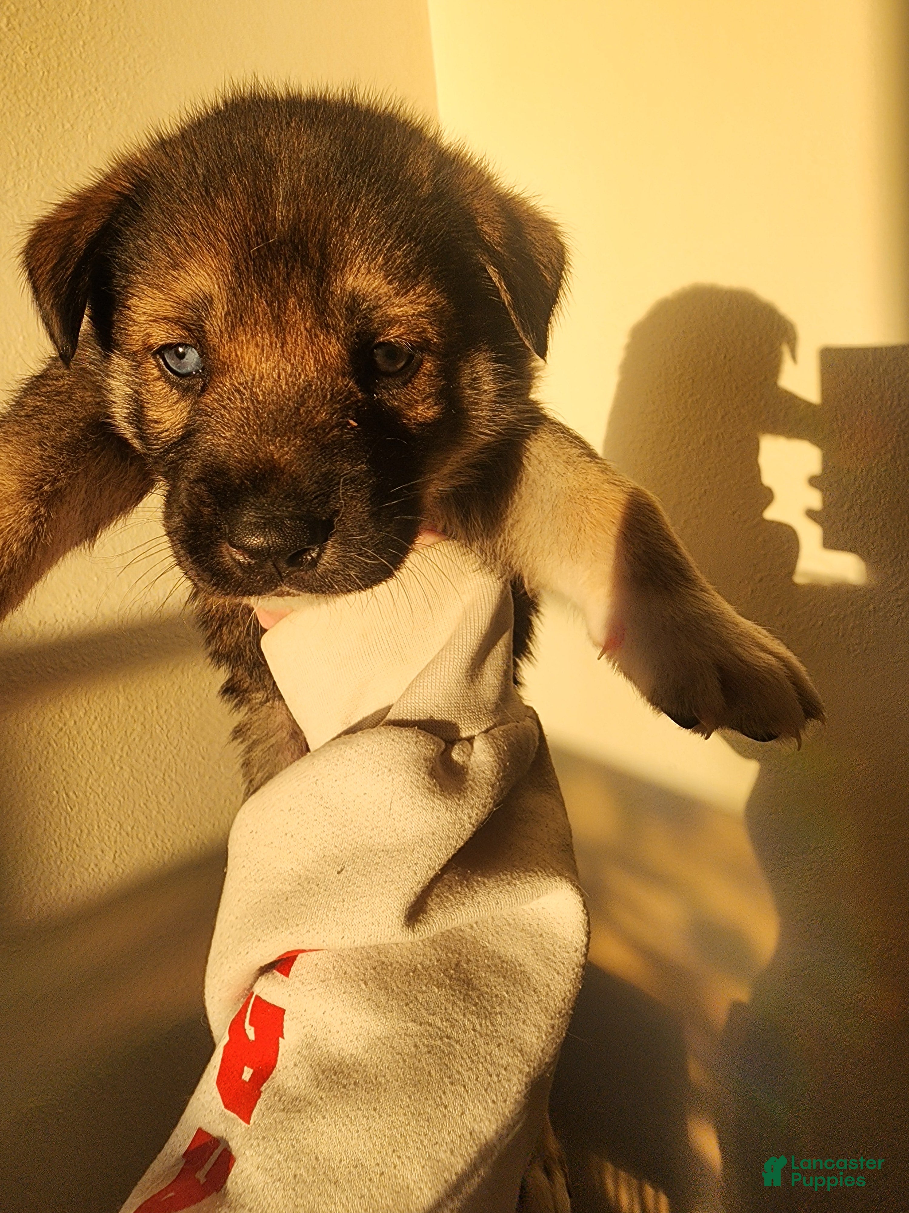 Mixed Breed dogs Iris - Ad 26