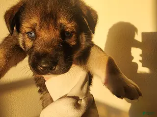 Mixed Breed dogs Iris - Ad 14