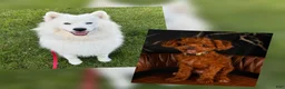 Mixed Breed dogs for sale: Samoyed - Poodle Doodle Sammypoo 1 - Ad 3