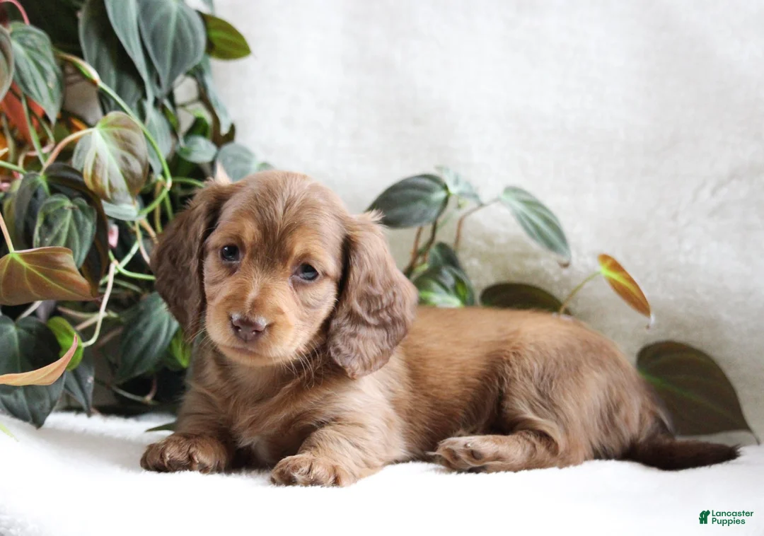 Miniature Dachshund dogs for sale: Dancer - Ad 1